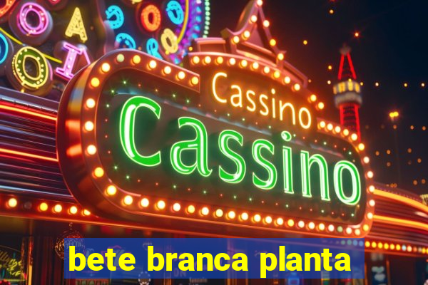 bete branca planta